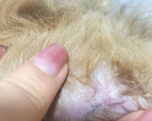 狗狗小桃子的温暖陪伴（一只忠诚、可爱的小狗给生活带来的快乐）(图2)