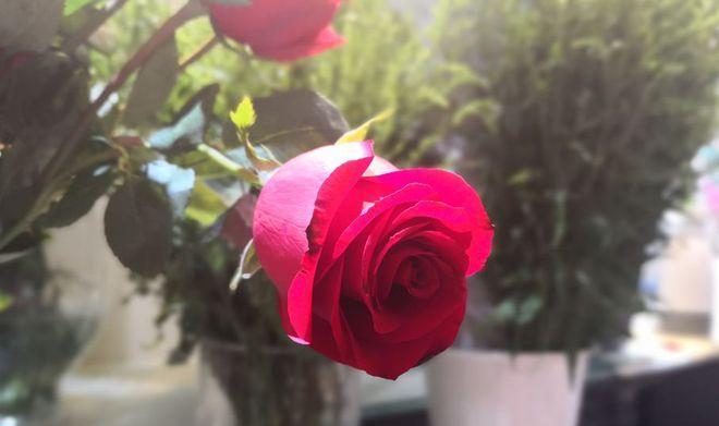 狗流红色眼泪的原因及治疗方法（了解为什么狗会流红色眼泪以及如何处理）(图3)