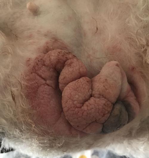 狗狗小桃子的温暖陪伴（一只忠诚、可爱的小狗给生活带来的快乐）(图1)