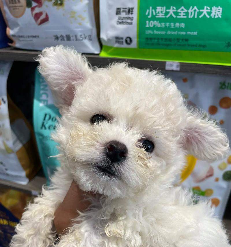 狗狗为什么会有飞耳?(探究狗狗耳朵的特殊结构与功能)(图2) 狗狗为什么会有飞耳?(探究狗狗耳朵的特殊结构与功能)(图2)