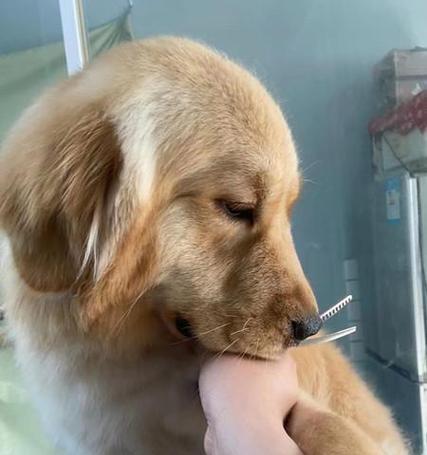 萨摩耶狗狗饮食注意事项（为您的爱宠提供健康的饮食）(图2)