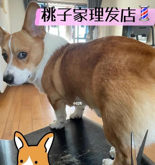 狗狗小桃子的温暖陪伴（一只忠诚、可爱的小狗给生活带来的快乐）(图3)