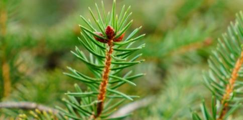 探究以305属于什么品种的奥秘（解读305品种的特征与应用领域）(图3)