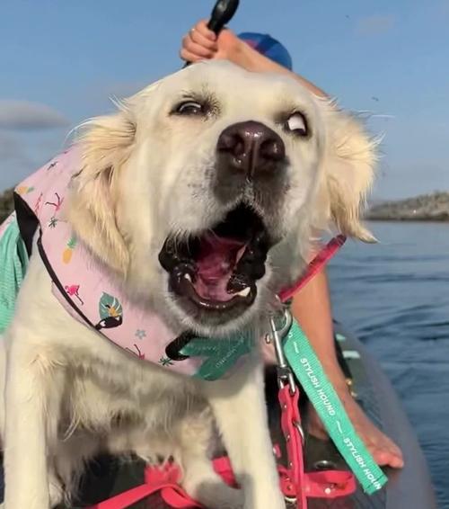 狗狗的玩伴，和谁最合适？（寻找适合陪伴狗狗玩耍的宠物朋友）(图3)