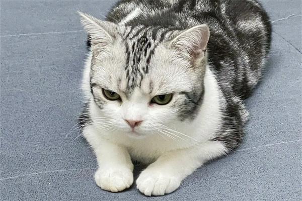 猫咪为什么会出现眼睑内翻的情况？(图2)