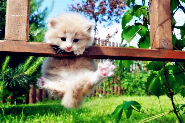 母猫为什么会咬死刚出生的幼崽? 母猫为什么会咬死刚出生的幼崽?(图1)