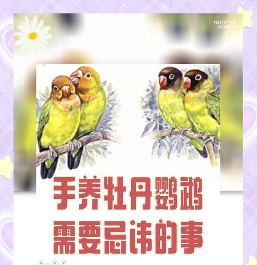 牡丹鹦鹉的寿命及如何延长其寿命(探究牡丹鹦鹉的平均寿命和寿命影响因素,提供延长鹦鹉寿命的建议)(图2) 牡丹鹦鹉的寿命及如何延长其寿命(探究牡丹鹦鹉的平均寿命和寿命影响因素,提供延长鹦鹉寿命的建议)(图2)