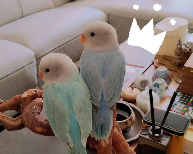 牡丹鹦鹉的寿命及如何延长其寿命（探究牡丹鹦鹉的平均寿命和寿命 - 新生家伴