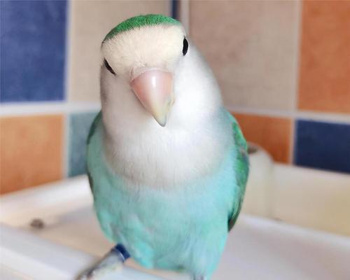 牡丹鹦鹉的寿命及如何延长其寿命(探究牡丹鹦鹉的平均寿命和寿命影响因素,提供延长鹦鹉寿命的建议)(图3) 牡丹鹦鹉的寿命及如何延长其寿命(探究牡丹鹦鹉的平均寿命和寿命影响因素,提供延长鹦鹉寿命的建议)(图3)