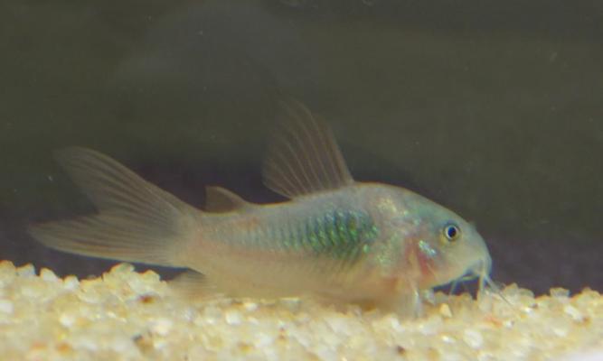 入门级的鼠鱼推荐（探索适合新手的鼠鱼品种和饲养要点） - 新生家伴