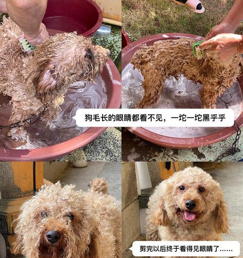 泰迪冬季洗澡频率多久合适?(泰迪洗澡,关键是保持干净与健康!)(图2) 泰迪冬季洗澡频率多久合适?(泰迪洗澡,关键是保持干净与健康!)(图2)