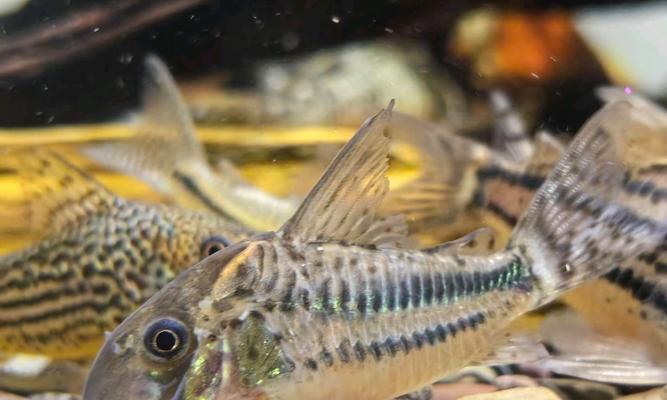 入门级的鼠鱼推荐(探索适合新手的鼠鱼品种和饲养要点)(图2) 入门级的鼠鱼推荐(探索适合新手的鼠鱼品种和饲养要点)(图2)