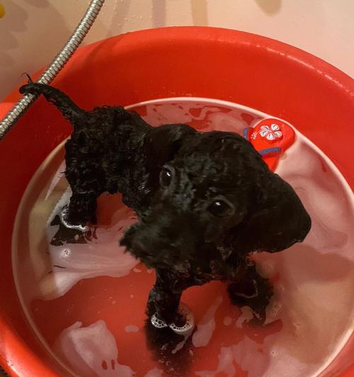 小狗第三针后多久能洗澡?(洗澡时间安排及注意事项)(图1) 小狗第三针后多久能洗澡?(洗澡时间安排及注意事项)(图1)