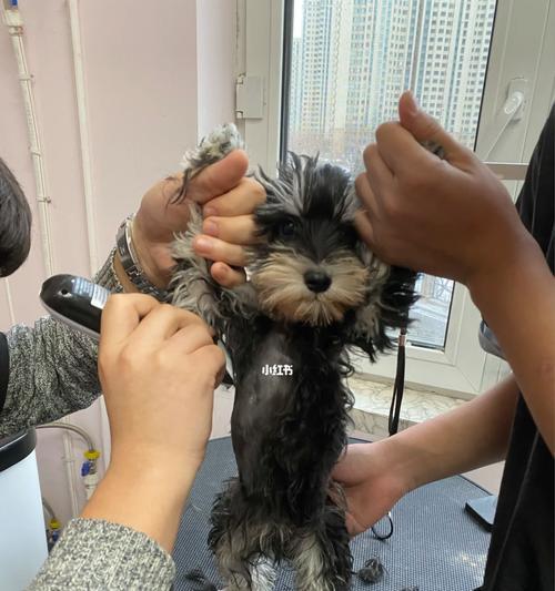 小狗第三针后多久能洗澡?(洗澡时间安排及注意事项)(图3) 小狗第三针后多久能洗澡?(洗澡时间安排及注意事项)(图3)