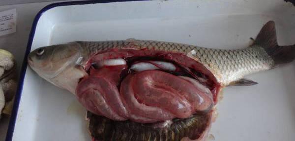 鱼类肠炎分类与治疗方法（了解不同类型的鱼