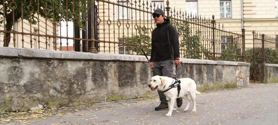 饲养世界名犬之拉布拉多犬攻略（了解拉布拉多犬的品种特点、饲养技巧与训练要点）(图2)