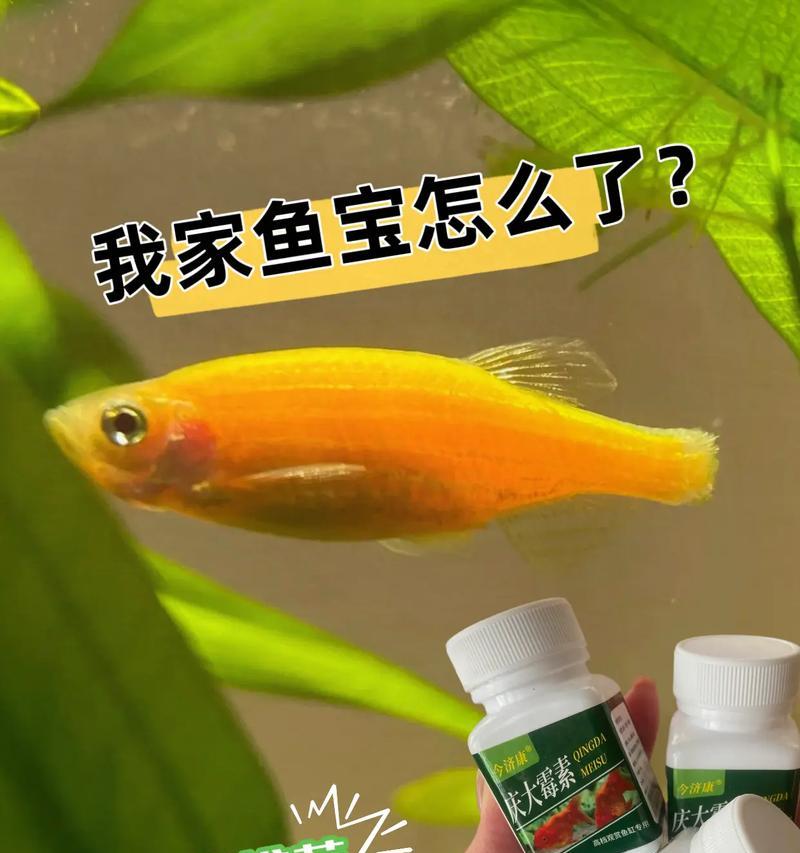 鱼类肠炎分类与治疗方法(了解不同类型的鱼类肠炎,精准应对症状)(图3) 鱼类肠炎分类与治疗方法(了解不同类型的鱼类肠炎,精准应对症状)(图3)