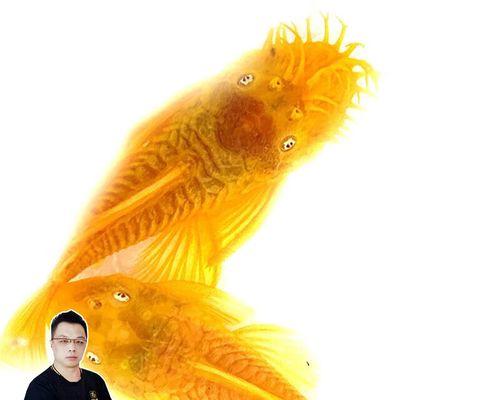 入门级的鼠鱼推荐(探索适合新手的鼠鱼品种和饲养要点)(图3) 入门级的鼠鱼推荐(探索适合新手的鼠鱼品种和饲养要点)(图3)