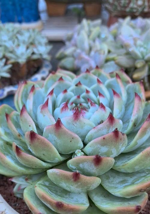 如何正确养吉娃娃?(盘点养吉娃娃的五个注意事项)(图2) 如何正确养吉娃娃?(盘点养吉娃娃的五个注意事项)(图2)