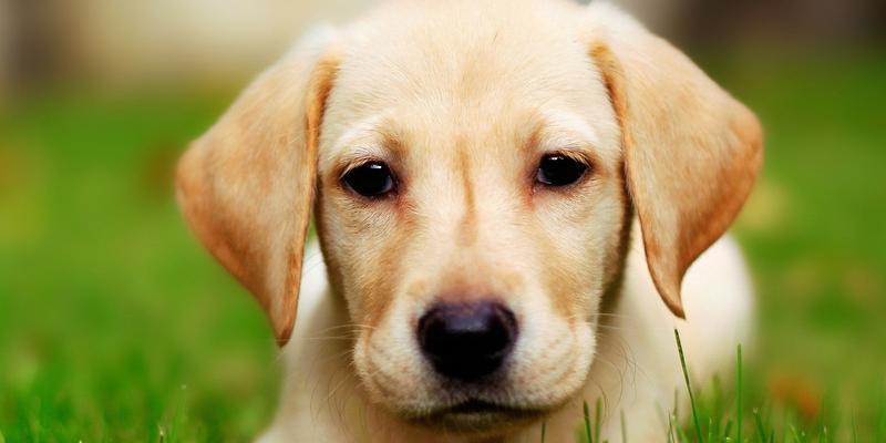 饲养世界名犬之拉布拉多犬攻略（了解拉布拉多犬的品种特点、饲养技巧与训练要点）(图3)