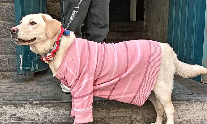 饲养世界名犬之拉布拉多犬攻略（了解拉布拉多犬的品种特点、饲养 - 新生家伴