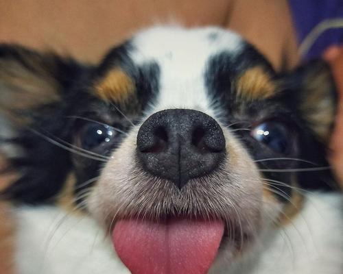 揭秘狗狗吐舌头的真相(为什么狗狗喜欢吐舌头?解析6个关键原因)(图1) 揭秘狗狗吐舌头的真相(为什么狗狗喜欢吐舌头?解析6个关键原因)(图1)