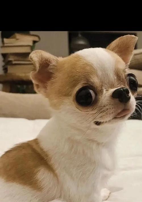 如何正确养吉娃娃?(盘点养吉娃娃的五个注意事项)(图1) 如何正确养吉娃娃?(盘点养吉娃娃的五个注意事项)(图1)