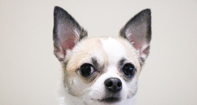 如何正确养吉娃娃?(盘点养吉娃娃的五个注意事项)(图3) 如何正确养吉娃娃?(盘点养吉娃娃的五个注意事项)(图3)