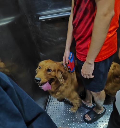 揭秘狗狗吐舌头的真相(为什么狗狗喜欢吐舌头?解析6个关键原因)(图3) 揭秘狗狗吐舌头的真相(为什么狗狗喜欢吐舌头?解析6个关键原因)(图3)