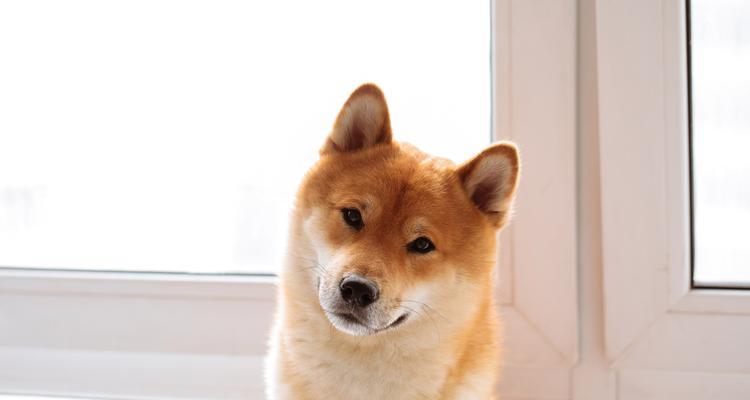 揭秘狗狗吐舌头的真相(为什么狗狗喜欢吐舌头?解析6个关键原因)(图2) 揭秘狗狗吐舌头的真相(为什么狗狗喜欢吐舌头?解析6个关键原因)(图2)