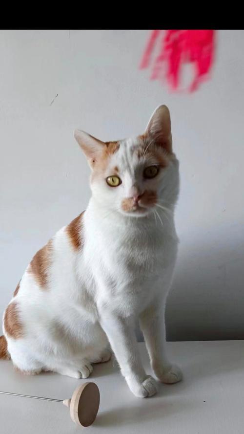 威海宾馆狗友聚集地（探索威海宾馆文化，与