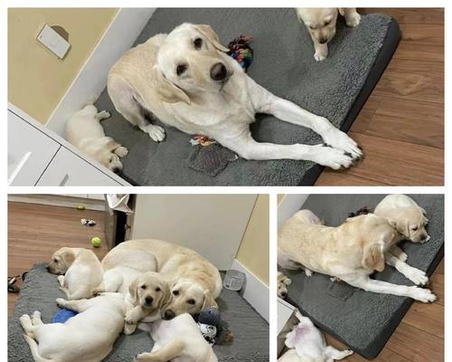 拉布拉多分娩后打虫的最佳时机及方法（拉布