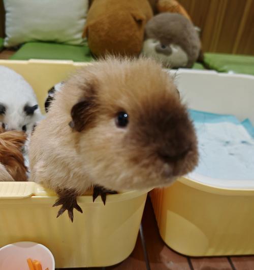 威海宾馆狗友聚集地(探索威海宾馆文化,与毛茸茸的小伙伴一起入住畅游)(图2) 威海宾馆狗友聚集地(探索威海宾馆文化,与毛茸茸的小伙伴一起入住畅游)(图2)