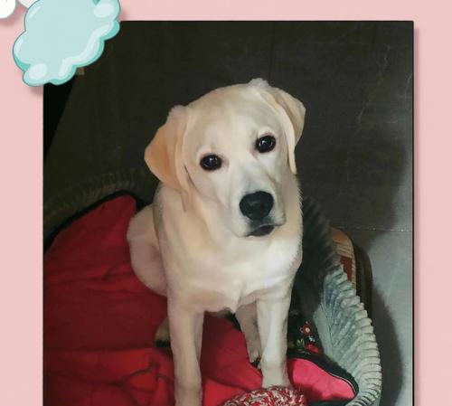 拉布拉多分娩后打虫的最佳时机及方法（拉布拉多分娩后多久可以打虫？怎么打虫？为什么要打虫？）(图2)