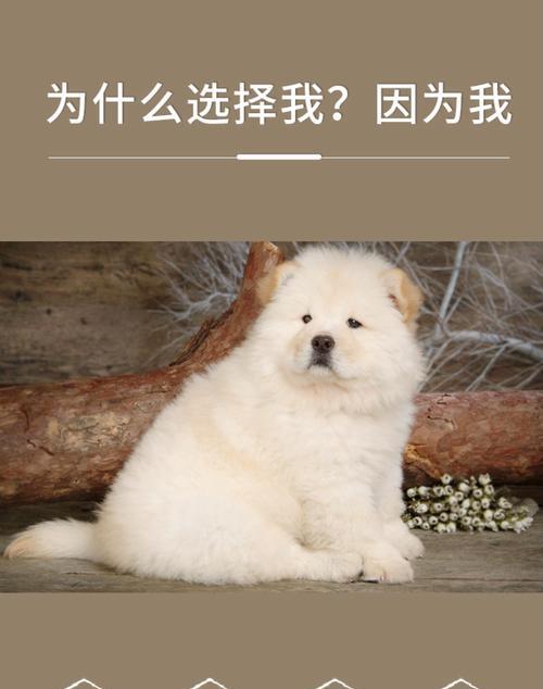 松狮美容秘籍(打造宠物造型的关键——松狮毛发修剪时间表)(图3) 松狮美容秘籍(打造宠物造型的关键——松狮毛发修剪时间表)(图3)