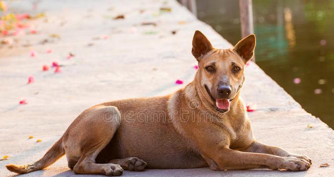探索泰国的狗狗世界（泰国的犬种多样性与文化传承）(图3)