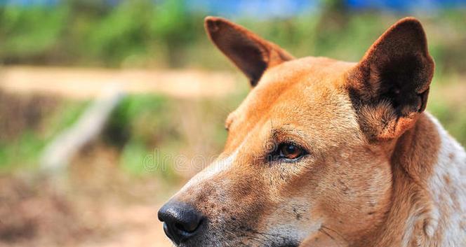 探索泰国的狗狗世界（泰国的犬种多样性与文化传承）(图2)