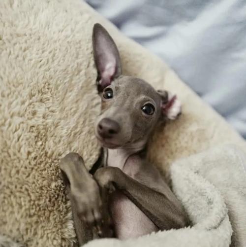 探索泰国的狗狗世界（泰国的犬种多样性与文