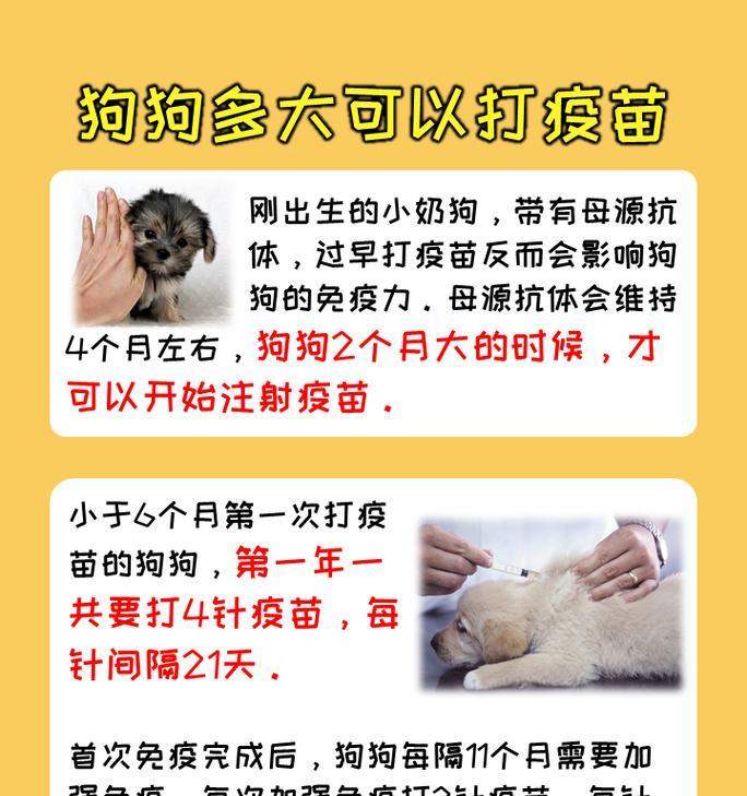 新买回家的狗狗需打疫苗,关爱它的健康从第一针开始(了解狗狗疫苗接种时机,让它免受疾病侵害)(图3) 新买回家的狗狗需打疫苗,关爱它的健康从第一针开始(了解狗狗疫苗接种时机,让它免受疾病侵害)(图3)
