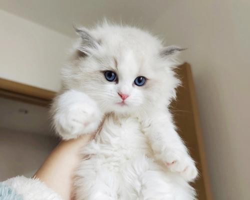 异国短毛猫宝宝的断奶时机（多久断奶合适？）(图2)