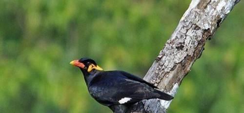 如何购买鹩哥并正确饲养（了解鹩哥的购买渠道和饲养方法，让它们健康快乐成长）(图1)