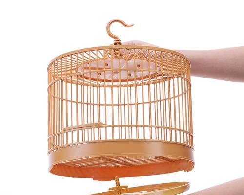 如何购买鹩哥并正确饲养（了解鹩哥的购买渠道和饲养方法，让它们健康快乐成长）(图3)