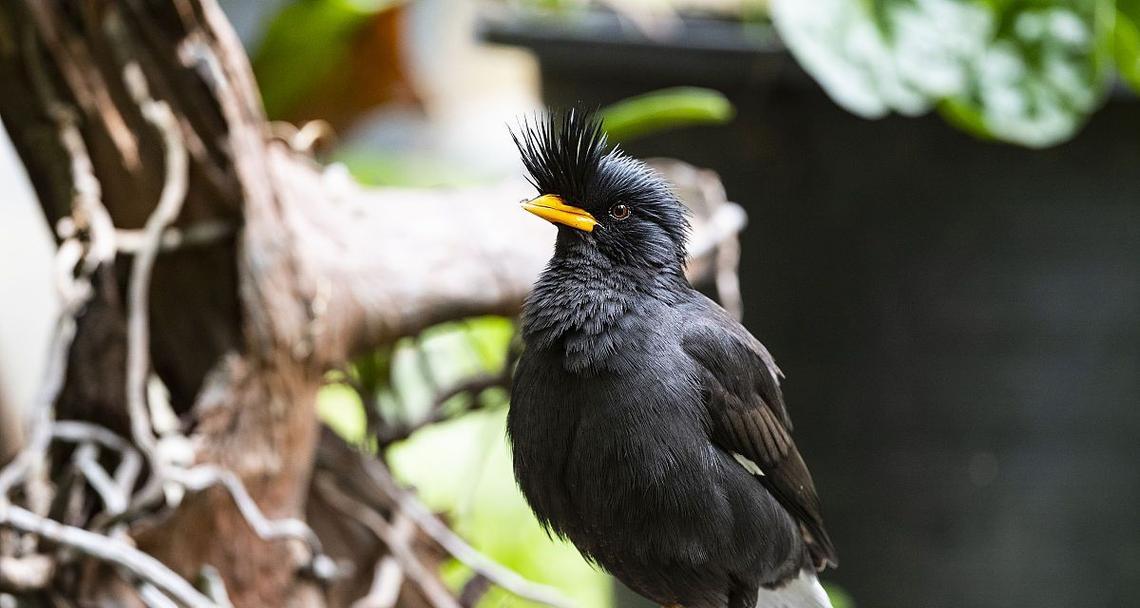 如何购买鹩哥并正确饲养（了解鹩哥的购买渠道和饲养方法，让它们健康快乐成长）(图2)