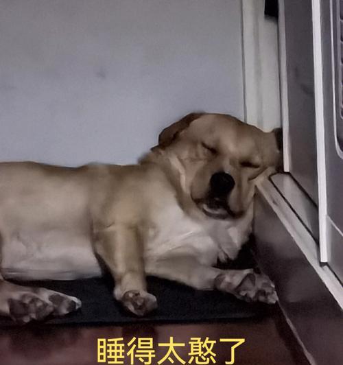 如何帮助狗狗安全入睡？（探索安全的狗狗睡眠药物选择）(图2)