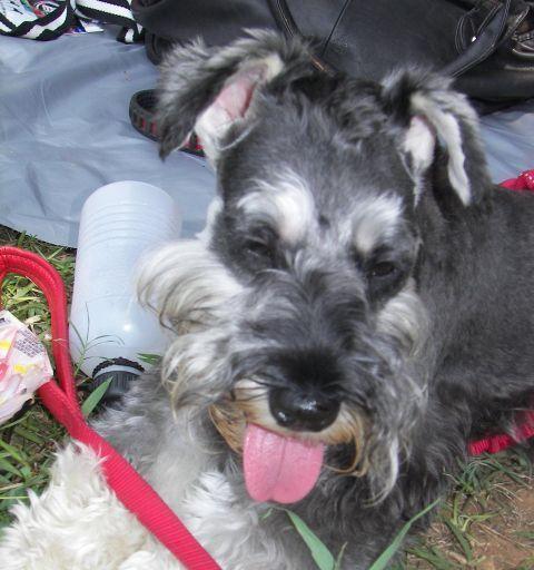 揭秘狗民网为什么这么便宜（狗民网打破传统宠物服务行业格局） - 新生家伴