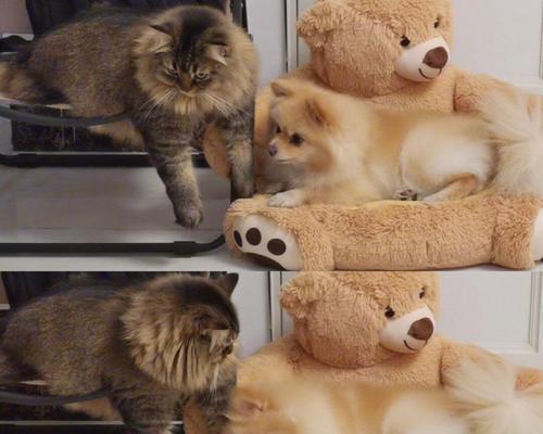 狗为什么喜欢追猫的原因（探究狗对猫类行为的追逐本能）(图3)