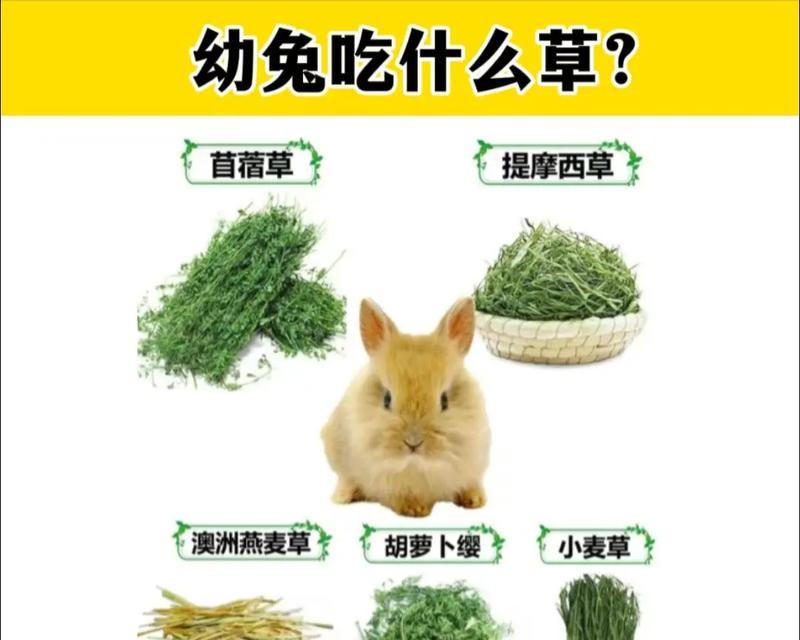 两个月大的垂耳兔饮食指南（为你的小宠物提供健康营养的饮食方案）(图2)