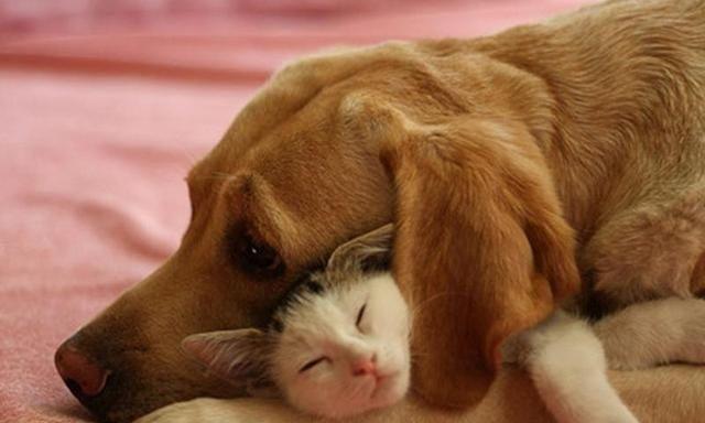 狗为什么喜欢追猫的原因（探究狗对猫类行为的追逐本能）(图2)