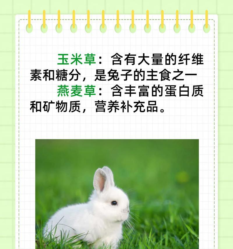 两个月大的垂耳兔饮食指南（为你的小宠物提供健康营养的饮食方案）(图3)