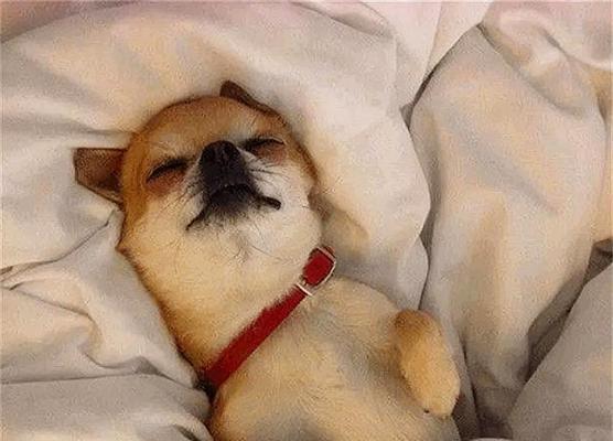 如何帮助狗狗安全入睡？（探索安全的狗狗睡眠药物选择） - 新生家伴